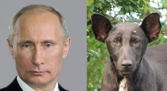 hírkép